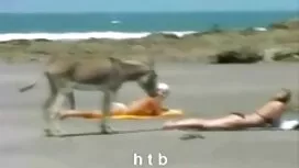 زیبایی های لزبین ، ل ...